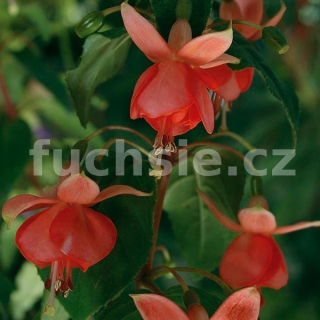 Braamt,s Glorie Fuchsie (Šl. H.Buiting.NL, 1998) 525