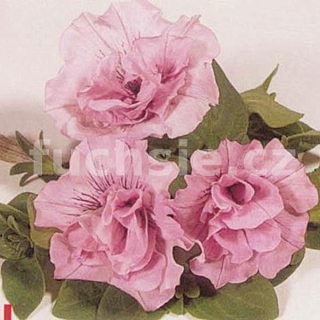 Surfinie růžová plnokvětá - 059