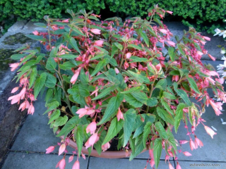Begonia Boliviana - růžová, převislá - 197 B