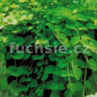 Lysimachia Nummularia - 110