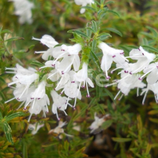 Satureja hortensis,saturejka zahradní - 105B