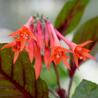 Insulinde Fuchsie 356