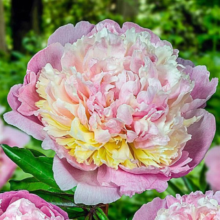 Paeonia Madam Calot- Pivoňka sv, růžová se žlutou 3166