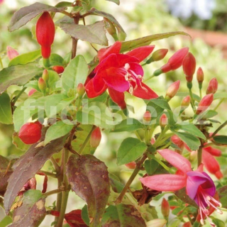 Tango Fuchsie