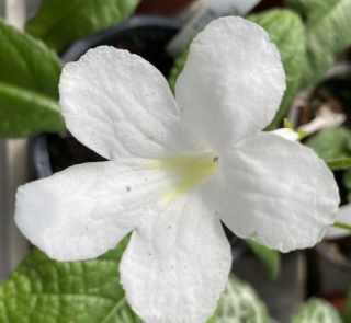 Streptocarpus, Tořivka čistě bílá - 027E
