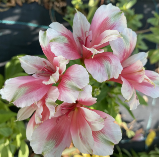 Alstromérie – lilie inků Alstroemeria růžová - 037A