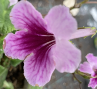 Streptocarpus- Tořivka, lila s tmavo fialovým okem - 027L