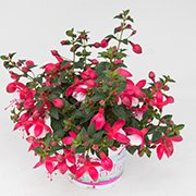 Fuchsie Jollies Petit Grenelle 1191 F