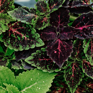 Coleus Michigan Avenue-Africká kopřiva - 154 M