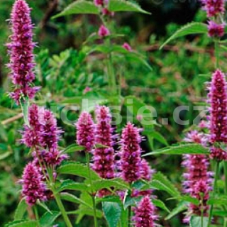Máta Korejská (Agastache Rugosa) - 162A