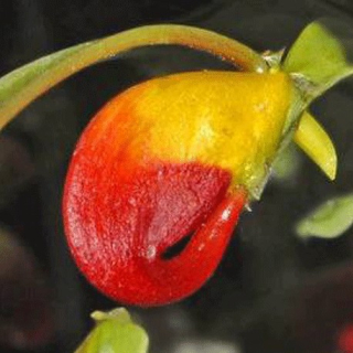 Balzamína Papoušek,  Impantiens niamn. - 024A