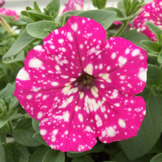 Petunia převislá růžová a bílým puntíkem - 039R