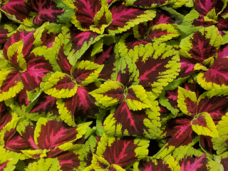 Africká kopořiva Coleus - Kong rose - 154 Š
