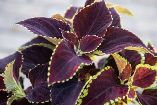 Africká kopřiva Coleus Mezmerise Chocolate 153 N