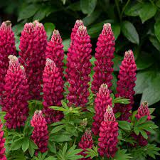 Vlčí bob (Lupinus Polyphyllus)-červená - 3011C