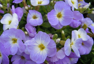 Aubretia, tařička- modro bílá-3093 M
