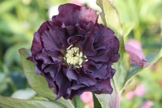Helleborus-čemeřice- Double Ellen Purple
