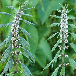 Srdečník obecný (Leonurus cadiaca) - 167S