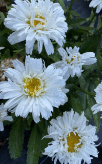 Leucenthemum superbum- kopretina bílá, plnokvětá 3094 A