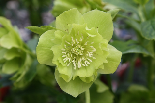 Helleborus-čemeřice, Double Ellen Green