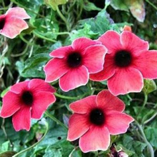 Černooká Zuzana- Thunbergia alata růžová - 036R