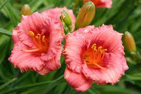 Hemerocallis -Denivka, Cosmopolitan