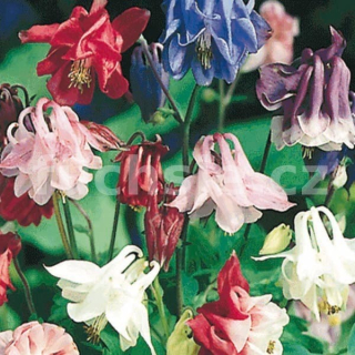 Orlíček skalkový (Aquilegia Careulea)