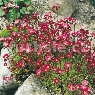 Lomikámen Saxifraga červený