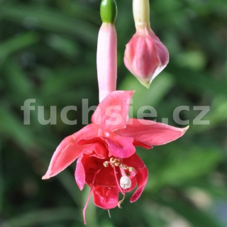 Belijn Fuchsie 889