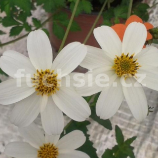 Bidens-balkongold - 050B