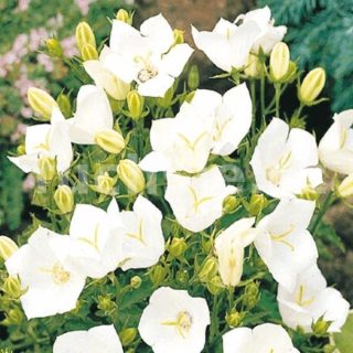 Zvonek bílý (Campanula Carp. Clips White)