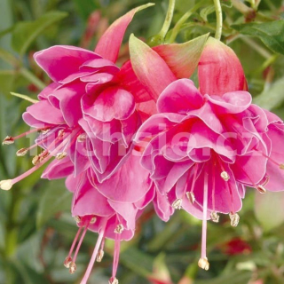 Cecile Fuchsie   479