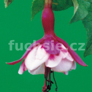 Herman de Graaff Fuchsie 247