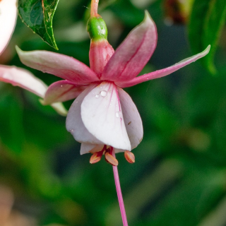 Elma Fuchsie 544