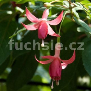 Danuše Marková Fuchsie 1026 F