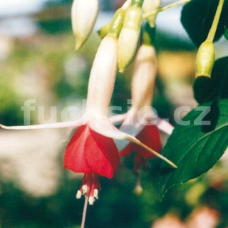 Lye´ s Unique Fuchsie (Lye GB 1886) 255