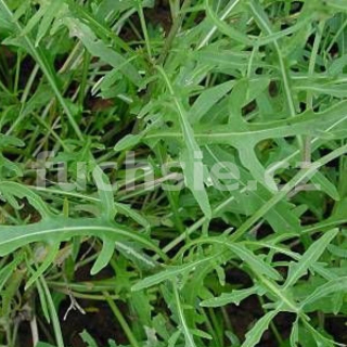 Rukola (Diplotaxie tenuifolia) - 196B
