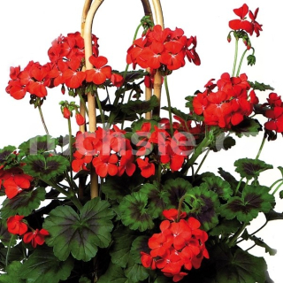 Pelargónie Antic Scarlet - 1283