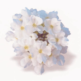 Verbena bílá - 084