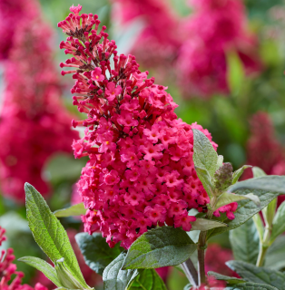 Buddleja Dav. Komule, motýlí keř. Butterfly Candy - 1002