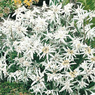 Protěž alpská (Leonopodium Alpinum Everest)