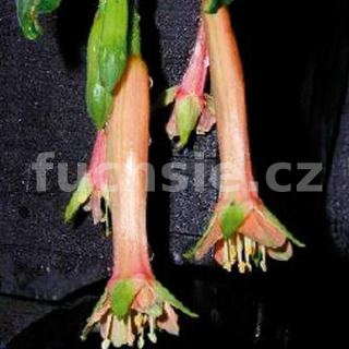 Lechlade Martianess Fuchsie 496