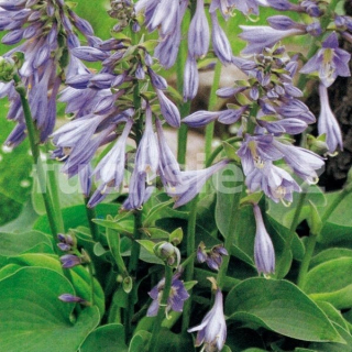 Hosta Blue Angel- Bohyška 3150