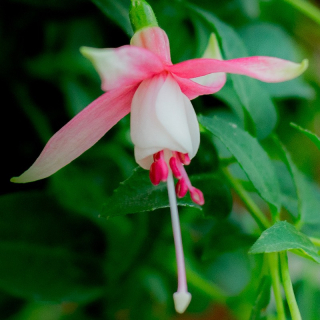 Wind Chimes Fuchsie
