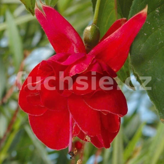 Jam Roll Fuchsie  439