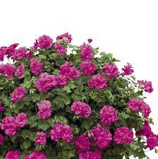 Pelargónie peltátum sytě fialový ( převislý plnokvětý) - 1208