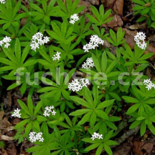 Mařinka vonná-Galium odoratum - 167G