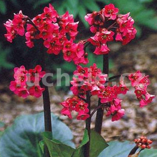 Bergenia Cordifolia  3095