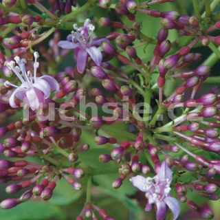Arborescens Fuchsie 383