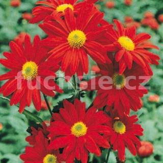 Řimbaba (Tanacetum Coccineum)